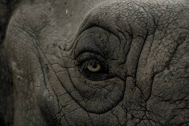 armée d'Abrahah contre La Mecque avec des éléphants