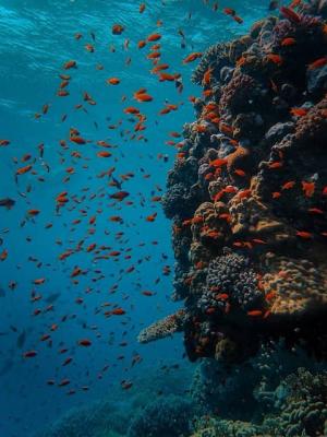 océanographie de la mer Rouge