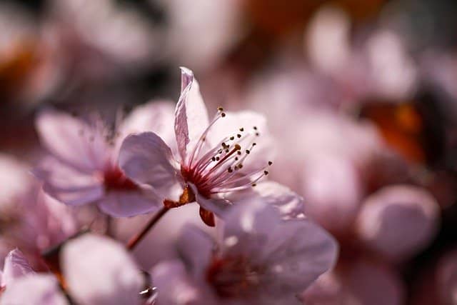 Umra durant le printemps en Arabie saoudite